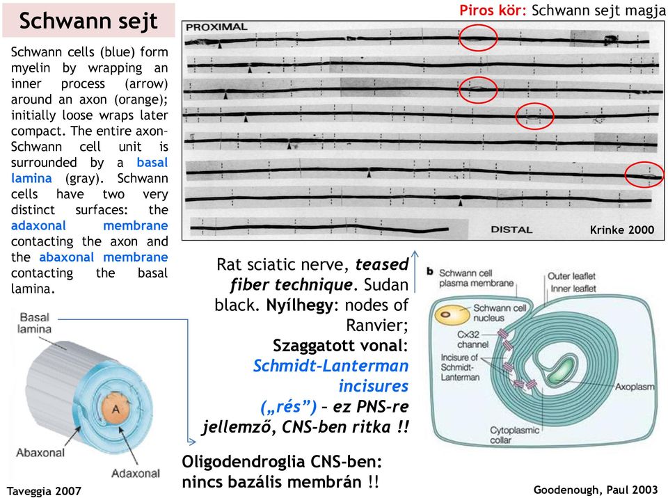 Schwann cells have two very distinct surfaces: the adaxonal membrane contacting the axon and the abaxonal membrane contacting the basal lamina.