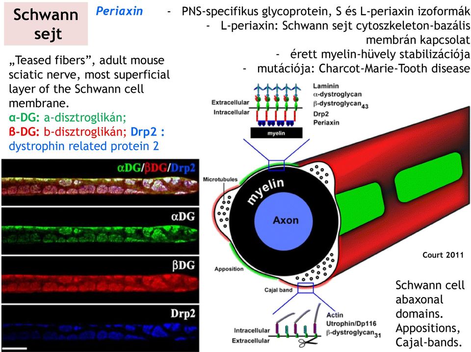 és L-periaxin izoformák - L-periaxin: Schwann sejt cytoszkeleton-bazális membrán kapcsolat - érett myelin-hüvely