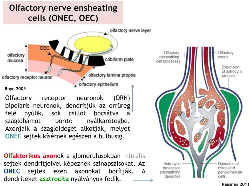 Axonjaik a szaglóideget alkotják, melyet ONEC sejtek kísérnek egészen a bulbusig.