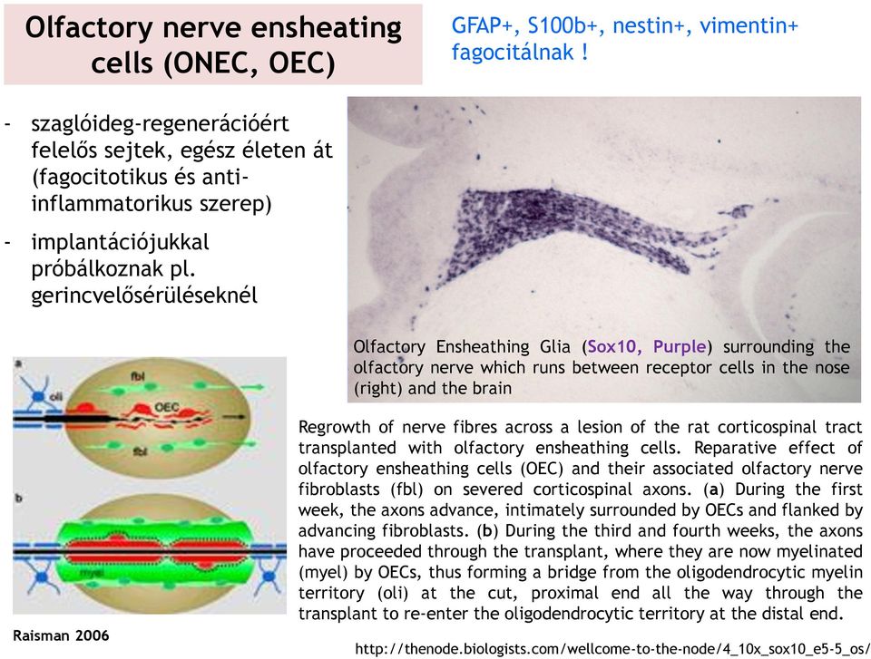 gerincvelősérüléseknél Olfactory Ensheathing Glia (Sox10, Purple) surrounding the olfactory nerve which runs between receptor cells in the nose (right) and the brain Raisman 2006 Regrowth of nerve