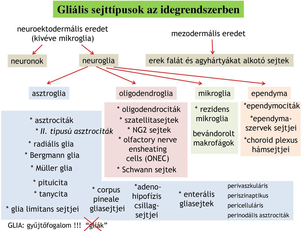 típusú asztrociták * radiális glia * Bergmann glia * oligodendrociták * szatellitasejtek * NG2 sejtek * olfactory nerve ensheating cells (ONEC) * rezidens mikroglia bevándorolt