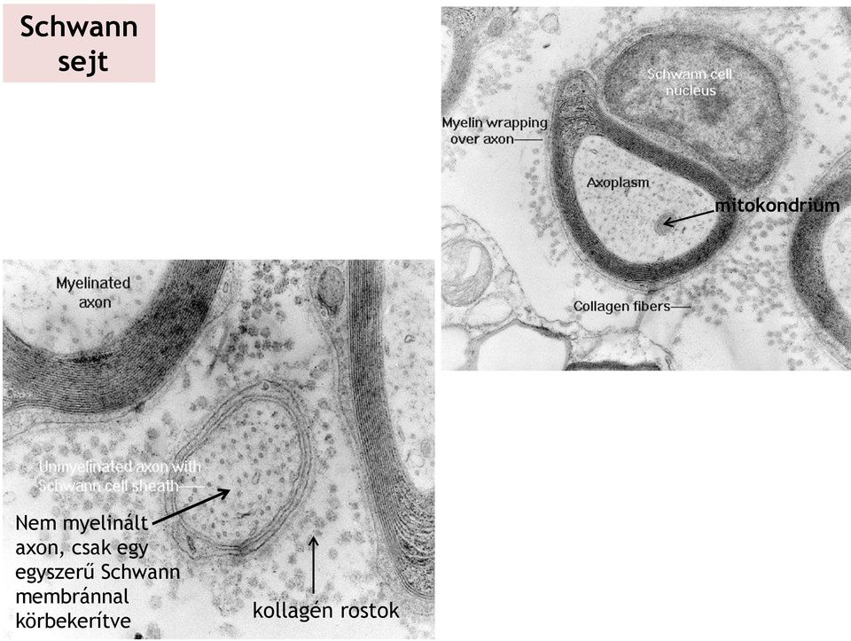 egy egyszerű Schwann