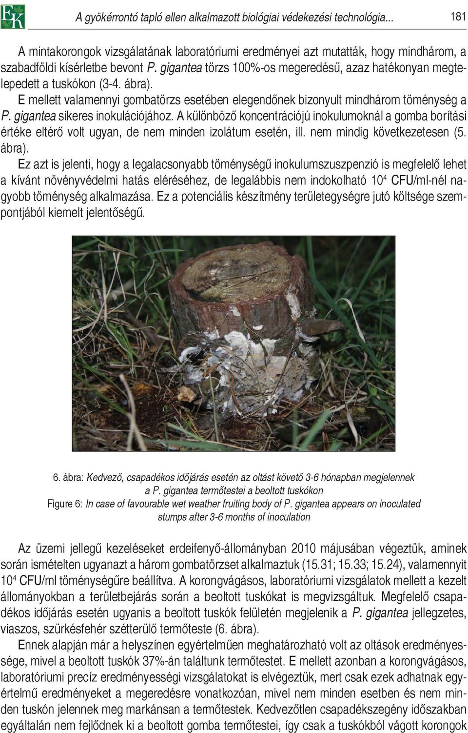 gigantea sikeres inokulációjához. A különböző koncentrációjú inokulumoknál a gomba borítási értéke eltérő volt ugyan, de nem minden izolátum esetén, ill. nem mindig következetesen (5. ábra).