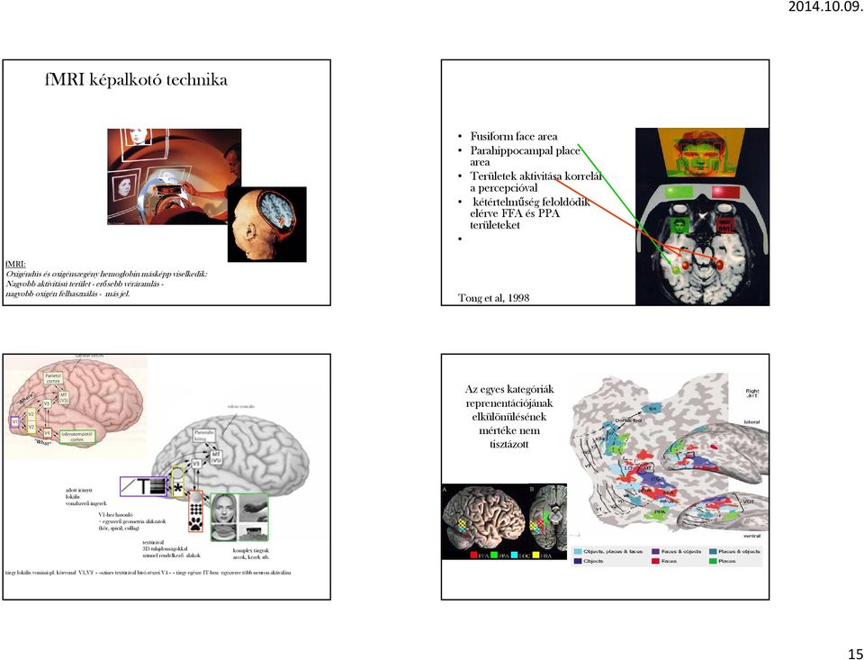 Tong et al, 1998 sulcus centralis Az egyes kategóriák reprenentációjának elkülönülésének mértéke nem tisztázott adott irányú lokális vonalszerű ingerek V1-hez hasonló + egyszerű geometria