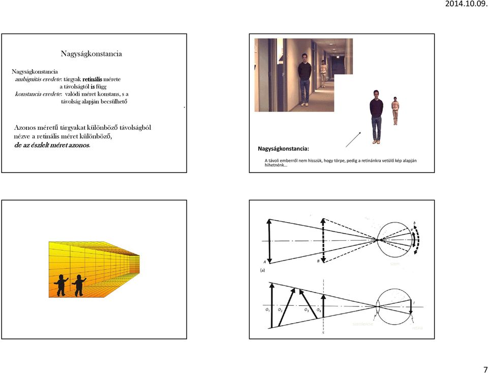 Azonos méretű tárgyakat különböző távolságból nézve a retinális méret különböző, de az észlelt méret