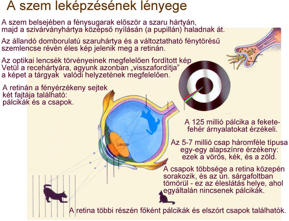 Az optikai lencsék törvényeinek megfelelően fordított kép Vetül a recehártyára, agyunk azonban visszafordítja a képet a tárgyak valódi helyzetének megfelelően.