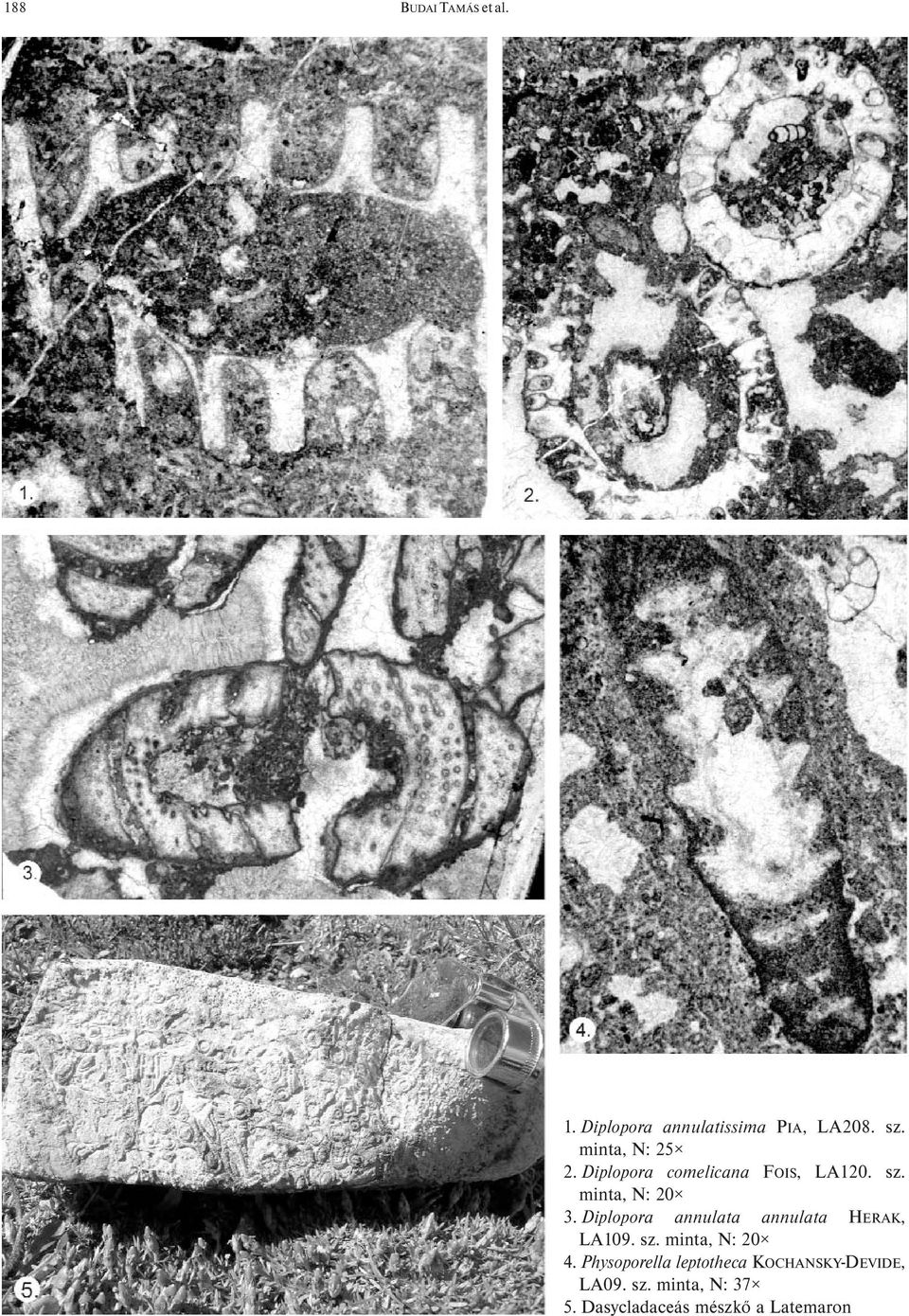 Diplopora annulata annulata HERAK, LA109. sz. minta, N: 20 4.