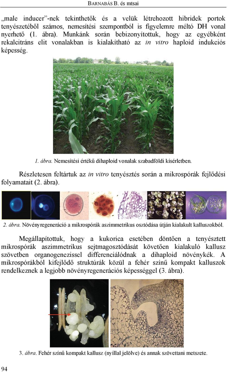 Nemesítési értékű dihaploid vonalak szabadföldi kísérletben. Részletesen feltártuk az in vitro tenyésztés során a mikrospórák fejlődési folyamatait (2. ábra)