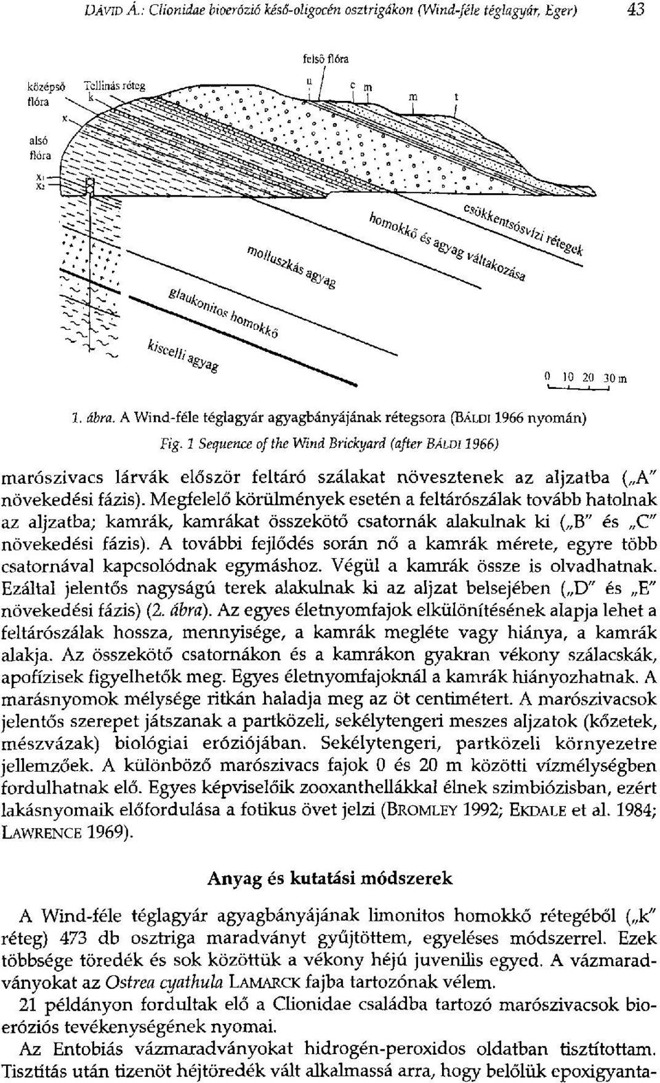 Megfelelő körülmények esetén a feltárószálak tovább hatolnak az aljzatba; kamrák, kamrákat összekötő csatornák alakulnak ki ( B" és C" növekedési fázis).