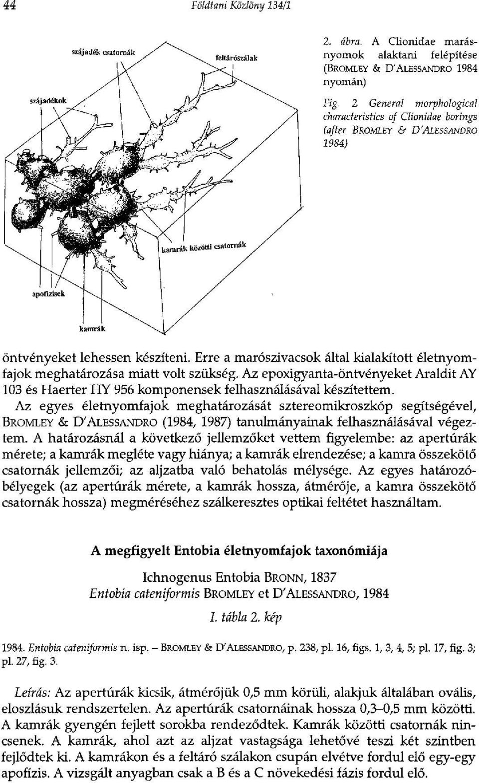 Erre a marószivacsok által kialakított életnyomfajok meghatározása miatt volt szükség. Az epoxigyanta-öntvényeket Araldit AY 103 és Haerter HY 956 komponensek felhasználásával készítettem.