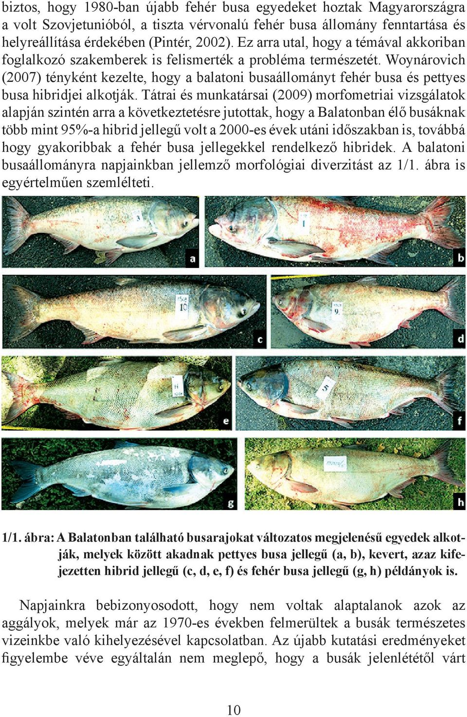 Woynárovich (2007) tényként kezelte, hogy a balatoni busaállományt fehér busa és pettyes busa hibridjei alkotják.