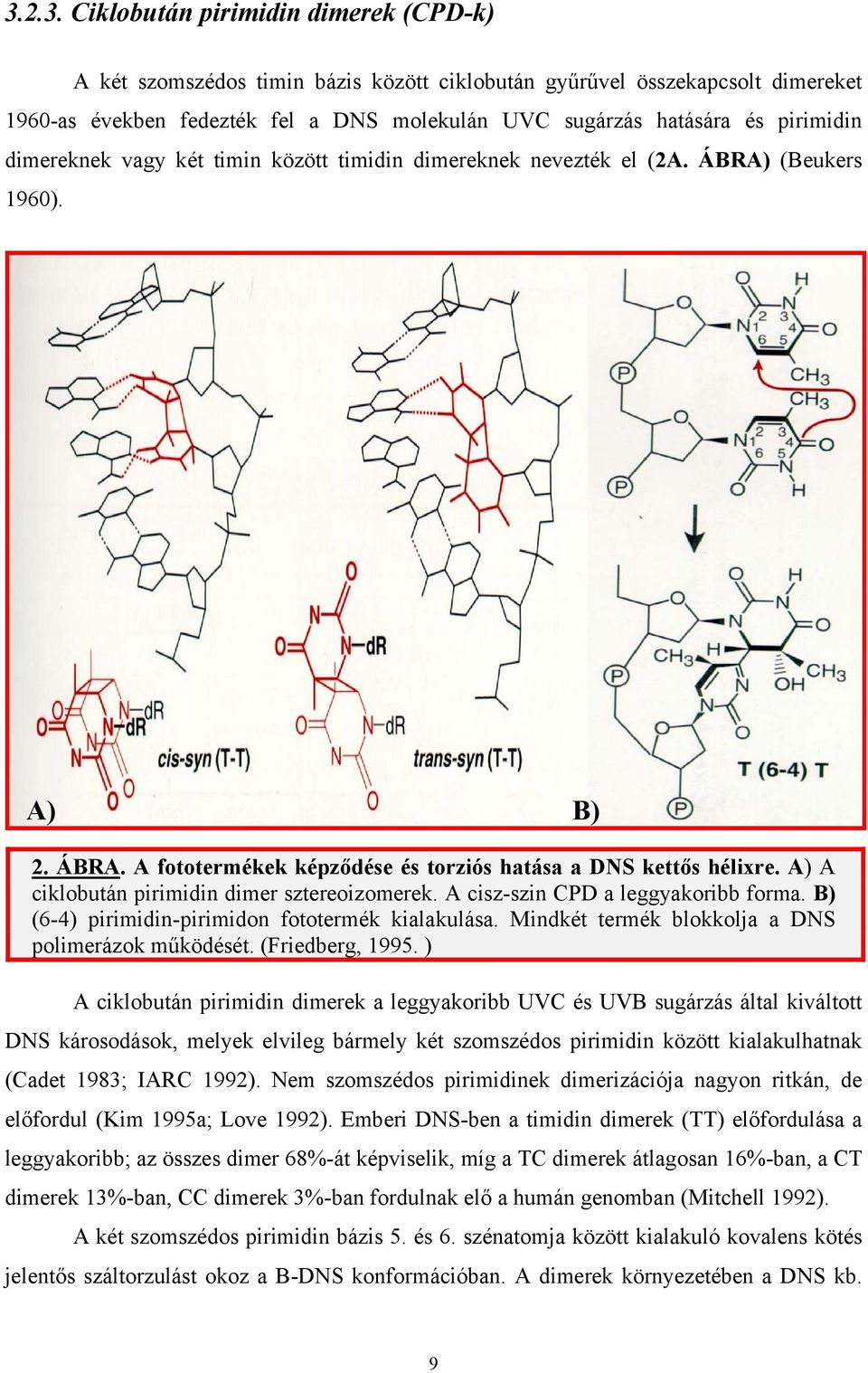 A) A ciklobután pirimidin dimer sztereoizomerek. A cisz-szin CPD a leggyakoribb forma. B) (6-4) pirimidin-pirimidon fototermék kialakulása. Mindkét termék blokkolja a DNS polimerázok működését.