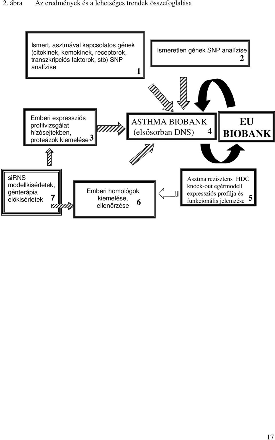 hízósejtekben, proteázok kiemelése 3 ASTHMA BIOBANK (elsősorban DNS) 4 EU BIOBANK sirns modellkisérletek, génterápia