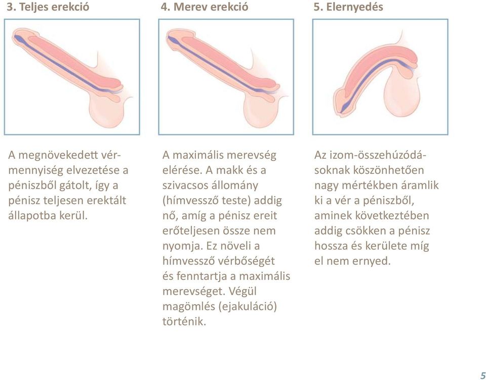 A maximális merevség elérése. A makk és a szivacsos állomány (hím vessző teste) addig nő, amíg a pénisz ereit erőteljesen össze nem nyomja.