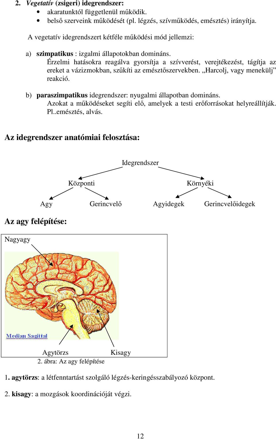 Érzelmi hatásokra reagálva gyorsítja a szívverést, verejtékezést, tágítja az ereket a vázizmokban, szűkíti az emésztőszervekben. Harcolj, vagy menekülj reakció.