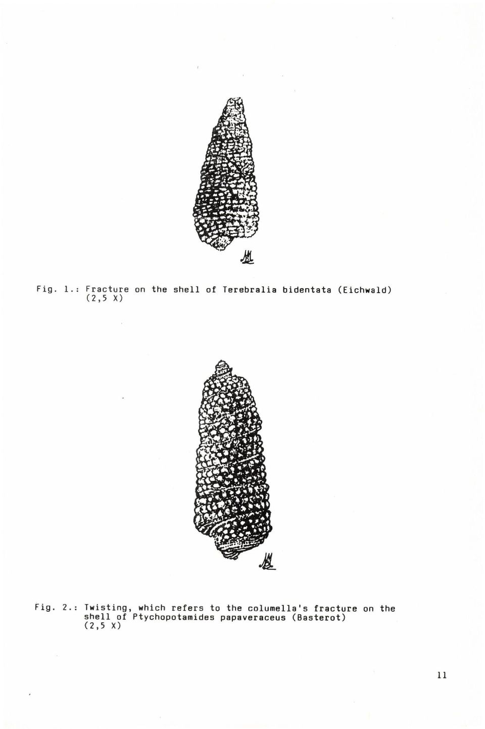 (Eichwald) (2,5 X) Fig. 2.