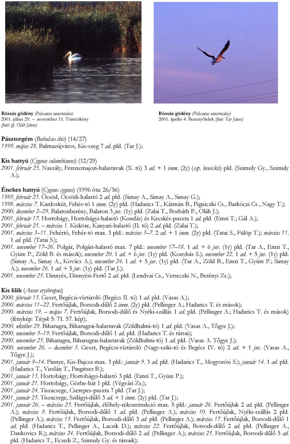 Naszály, Ferencmajori-halastavak (X. tó) 3 ad. + 1 imm. (2y) (ssp. bewickii) pld. (Szimuly Gy., Szimuly A.); Énekes hattyú (Cygnus cygnus) (1996 óta: 26/56) 1989. február 25.