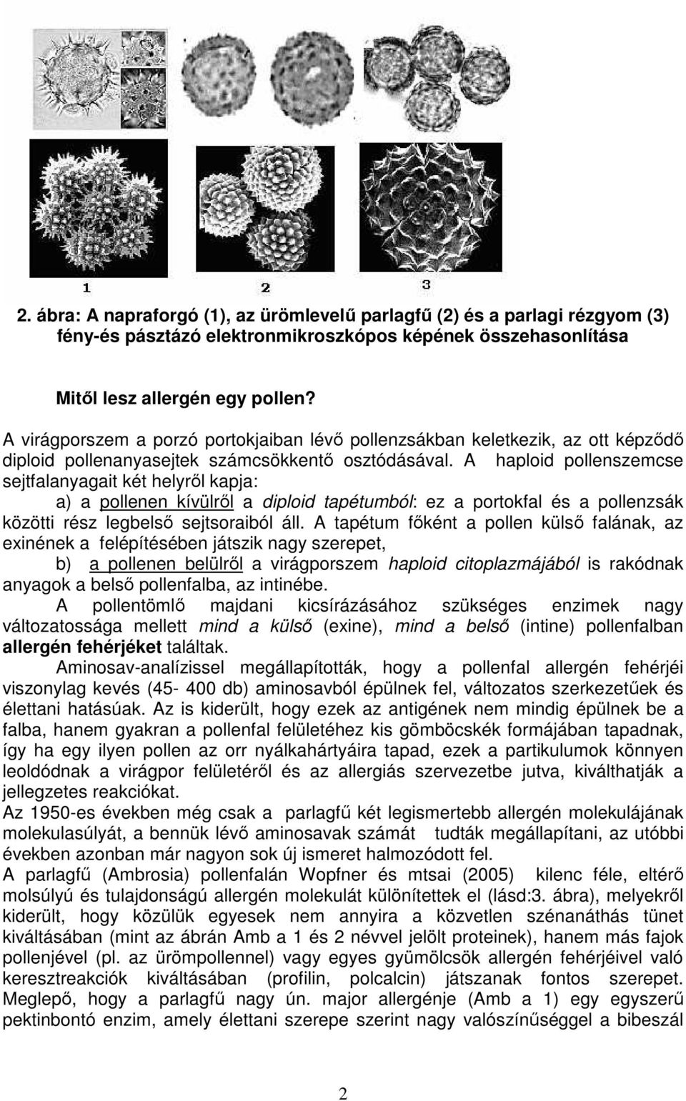 A haploid pollenszemcse sejtfalanyagait két helyről kapja: a) a pollenen kívülről a diploid tapétumból: ez a portokfal és a pollenzsák közötti rész legbelső sejtsoraiból áll.