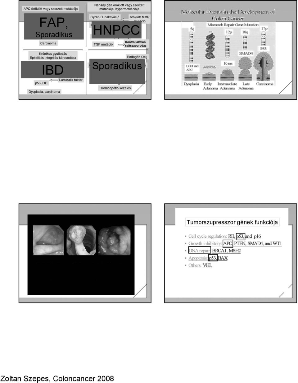 MMR gének szerzett mutációja Microsatellita instabilitás HNPCC BAX mutáció /apoptosis Kontrollálatlan TGF mutáció sejtszaporodás Endogén Oe Sporadikus Ösztrogén receptor gén