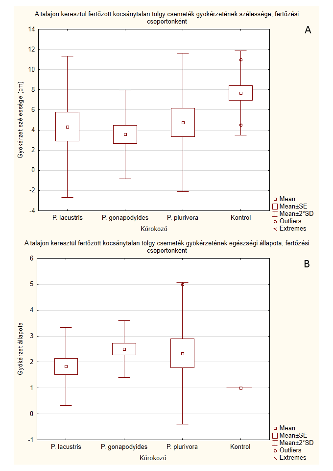 5.29. ábra: A talajon keresztül fertőzött csemeték gyökérzetének szélessége (A) és egészségi állapota (B), fertőzési csoportonként A gyökérzet állapota adatsor (5.29.B ábra) esetében, a Kruskall-Wallis nem parametrikus ANOVA szignifikáns különbséget mutatott ki az egyes kezelési csoportok között, α=0,05 szignifikancia szinten (p=0,0019).