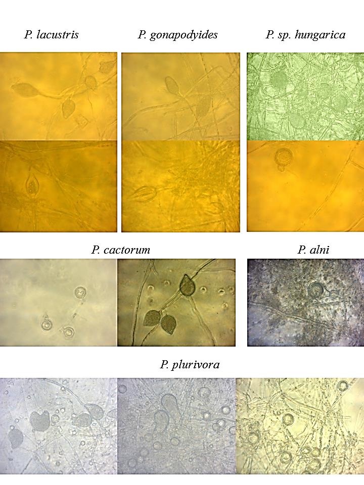 5. Melléklet: Néhány Phytophthora faj jellemző