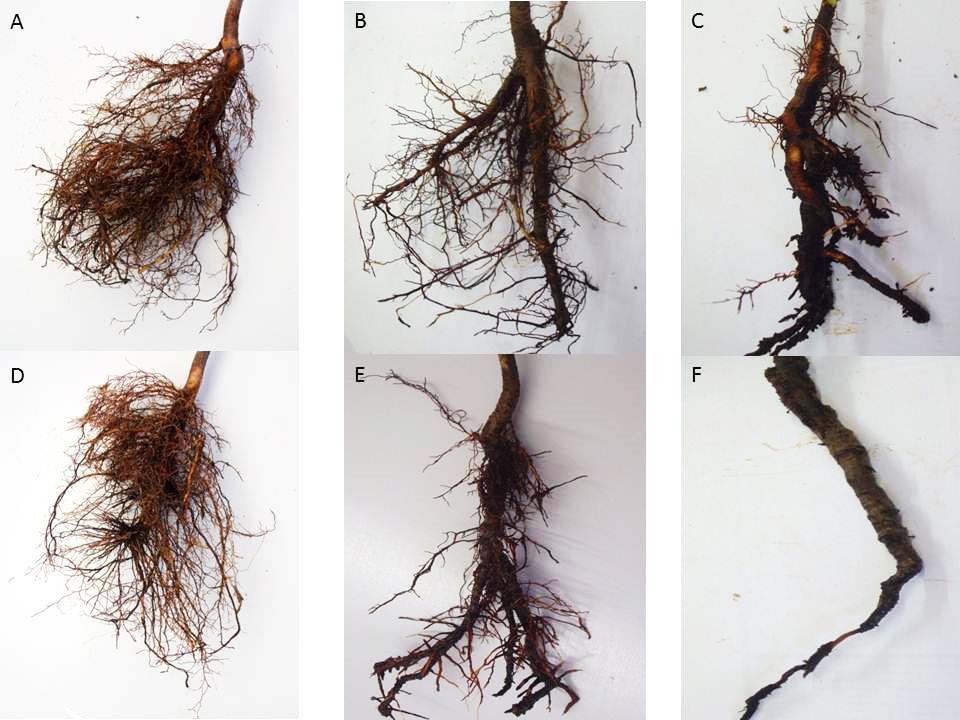 18. Melléklet: A fertőzési kísérlethez használt madárcseresznye cseemték gyökérzetei közötti eltérések. A.: kontrol talaj, fertőzés nélkül. B: kontrol talaj+ P.