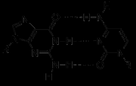 A Uracil Timin Citozin B U Adenin Timin Adenin Uracil Guanin Citozin C Citozin Uracil 2. 1. ábra. A pirimidin bázisok szerkezeti képlete, bázispár képzése és a citozin oxidatív dezaminációja.