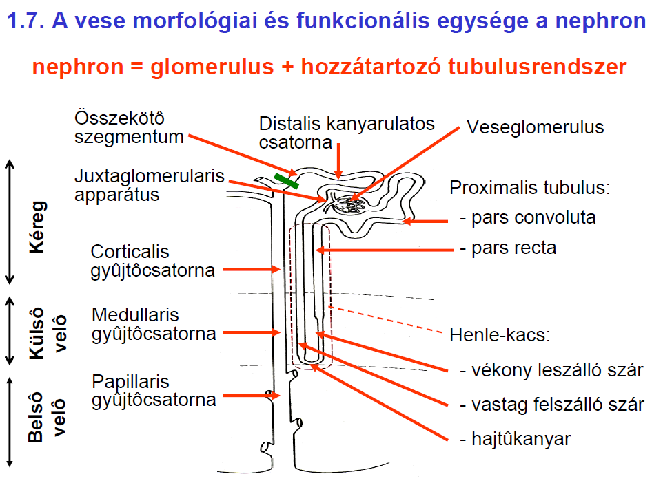 A vese funkcionális egysége a nephron =