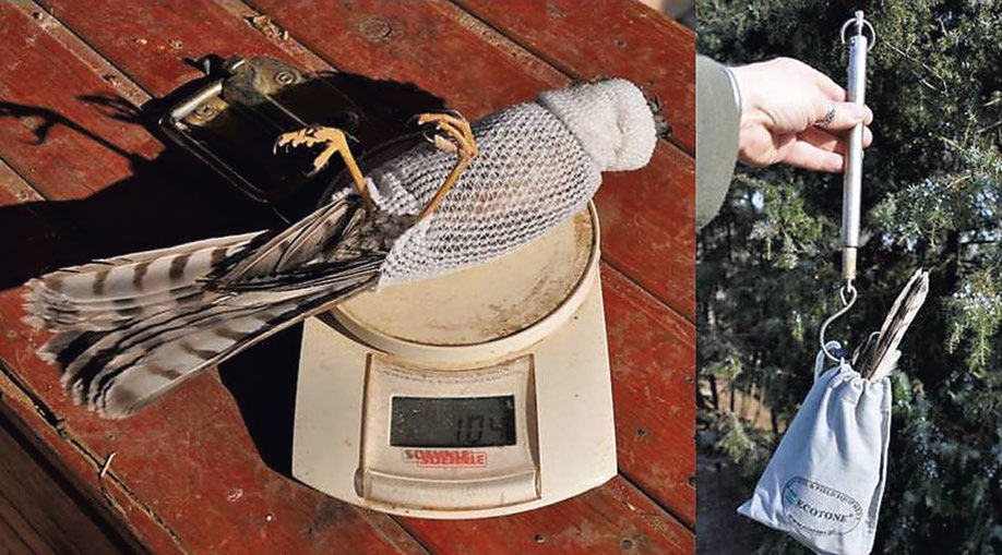 1. ábra: Tojó (felül) és hím (alul) karvalyok összesített testtömegeinek eloszlása / The distribution of the weight of female (above) and male (below) Sparrowhawks 2.