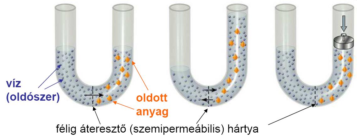 Az ozmózis-nyomás alacsony oldott anyag J BE magas oldott anyag J BE J KI J KI h