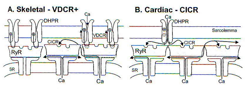 Vázizomban A DHPR és RyR közötti fizikai kapcsolat alapvető jelentőségű Nincsen szükség külső Ca 2+ beáramlásra Szívizomban A DHPR és RyR közötti