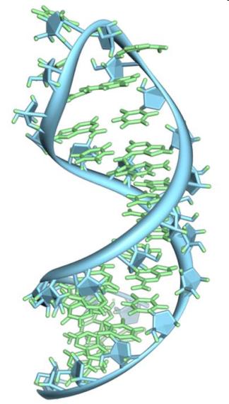 térszerkezet; "hajtű") mrns (messenger; hírvivő mrns) - fehérjeszintézis (transzláció) templátja rrns ( riboszomális RNS) -