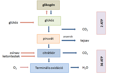 Glukóz lebontás, ATP szintézis Anaerob körülmények: O 2 hiányában : 1 glükóz (C 6 H 12 O 6 ) 2 ATP + 2