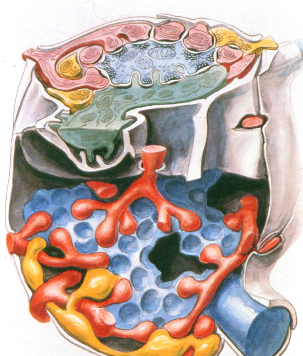 SZEMCSE DENDRIT GOLGI AXON GOLGI DENDRIT SZEMCSE DENDRIT