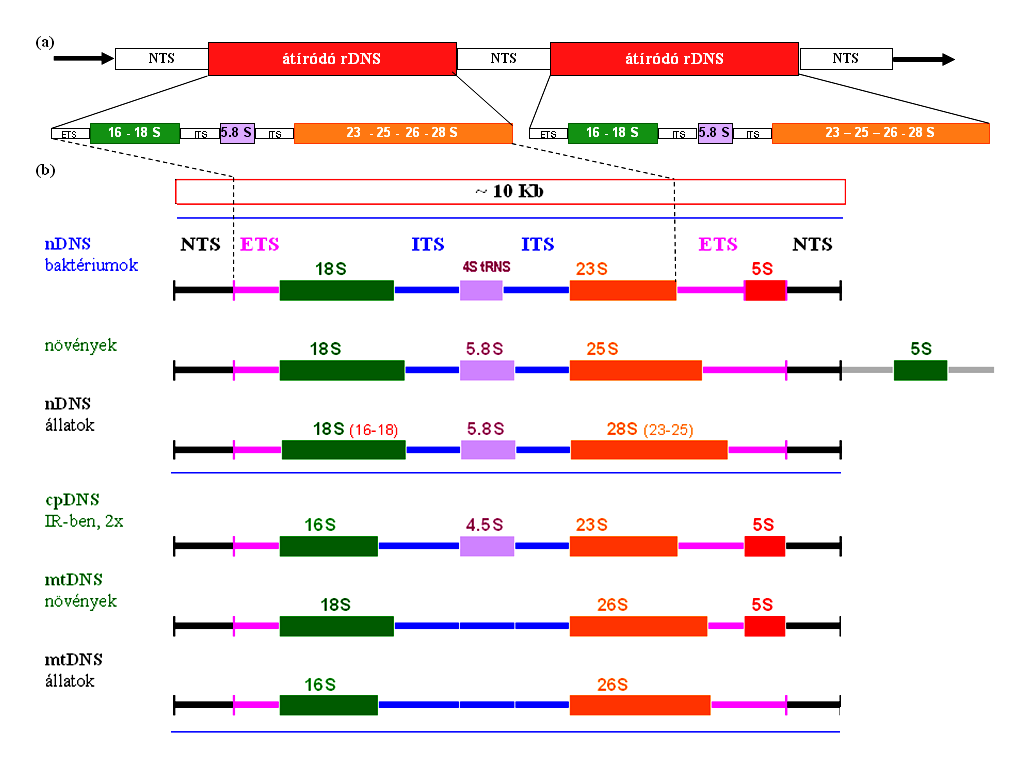 3. Eredmények és Megvitatás legújabb emulziós PCR alkalmazásával.