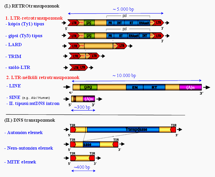 3. Eredmények és Megvitatás 3.3.3.5. ábra. A növényi transzpozonok összehasonlító szerkezete (Casacuberta, Santiago 2003; Havacker et al. 2004).