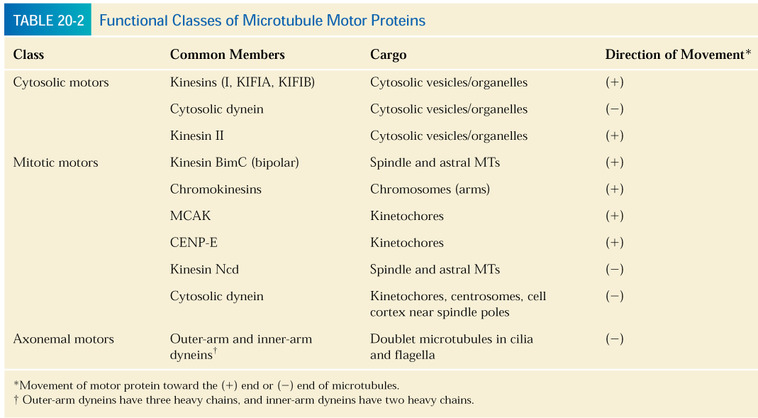 Mikrotubulusok dinamikája II. Mikrotubuláris motor fehérjék W.M. Saxton et al., J. Cell Biol. 99:2175 2187, 1984.