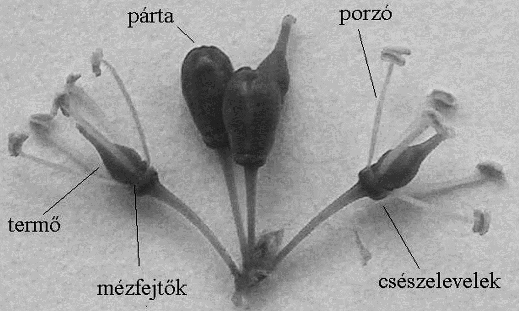 A virág Virágdiagram: 5-tagú virág (Vitis) virágképlet: K5 C(5) A5 G(2) K