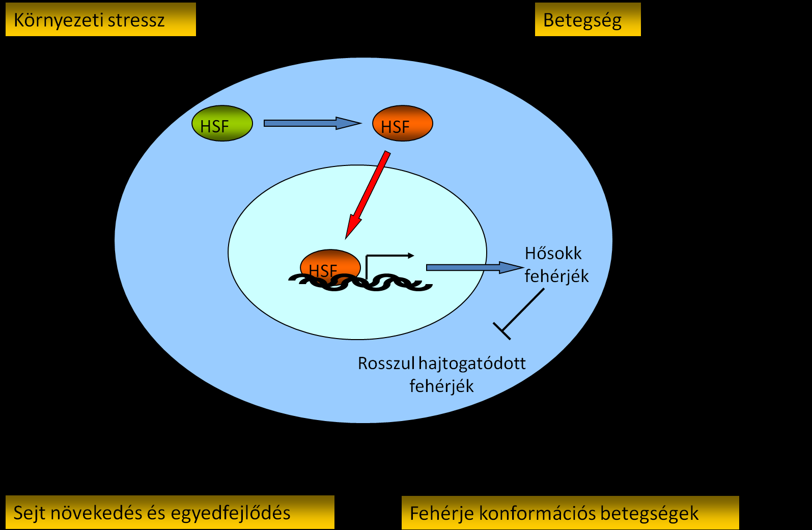1. ábra: A hősokk-válasz általános mechanizmusa. A hősokk-választ számos környezeti stressz és különböző betegségek egyaránt kiválthatják.