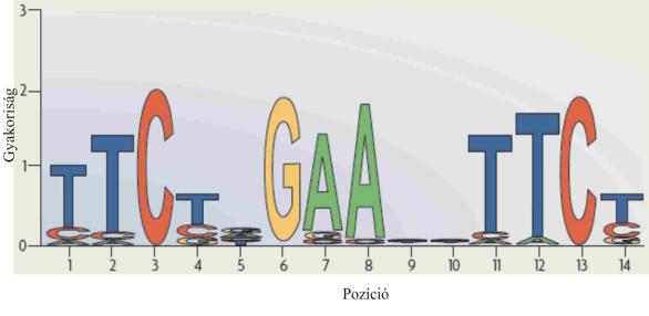 2. ábra: A hősokk génektől upstream elhelyezkedő hősokk elem konzervált szekvencia logója. A képen egy pozíció-specifikus pontozómátrix vizuális eredménye látható.