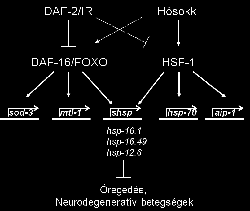 ugyanakkor a kisméretű hősokk fehérjéket kódoló gének hősokk hatására bekövetkező expressziós növekedése daf-16 (RNSi) és hsf-1 (RNSi) hatására egyaránt mérséklődik.