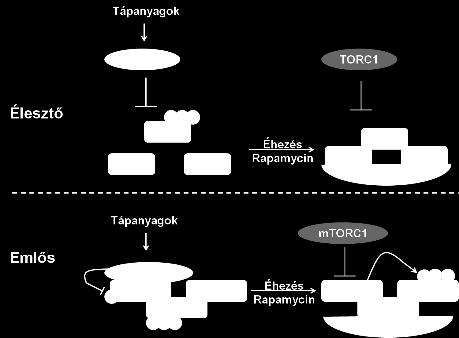 fehérjék. A komplex kialakulását élesztőben a TORC1 komplex (target of rapamycin complex 1) az Atg13 foszforilálása révén gátolja.