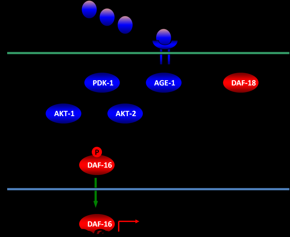 Mivel a DAF-2 receptornak nemcsak ez az egyetlen liganduma, a daf-28 null alléljának fenotípusát az átfedő funkciójú gének miatt nem érzékeljük [154, 173].