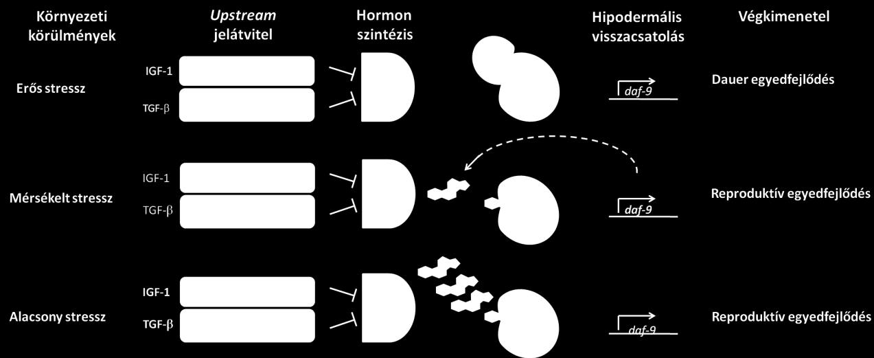 Érdekes módon a DAF-12 a daf-9 expressziójára is hatással van [190, 194].