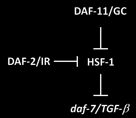 32. ábra: A hsf-1 túltermelése a dauer egyedfejlődést segíti elő daf-2(e1370) mutáns állatokban. daf-2(e1370) mutánsokban a HSF-1 túltermelés hatására megnő a dauer lárvák aránya 20 és 23 C-on.