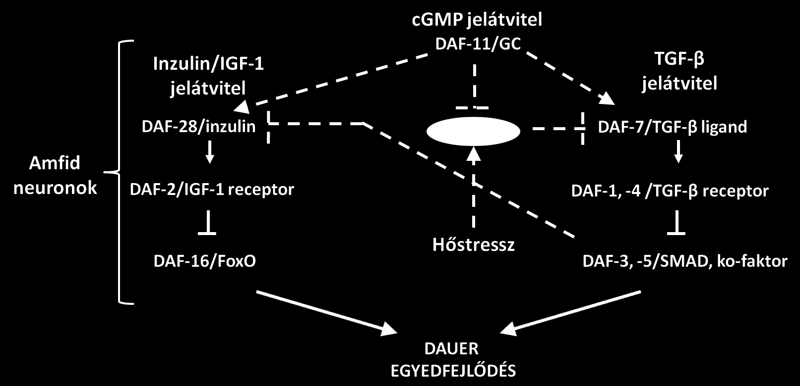 7.2. A HSF-1 transzkripciós faktor gátolja a daf-7 gén expresszióját Eredményeink arra utalnak, hogy a HSF-1 közvetlenül gátolja a daf-7 gén transzkripcióját.