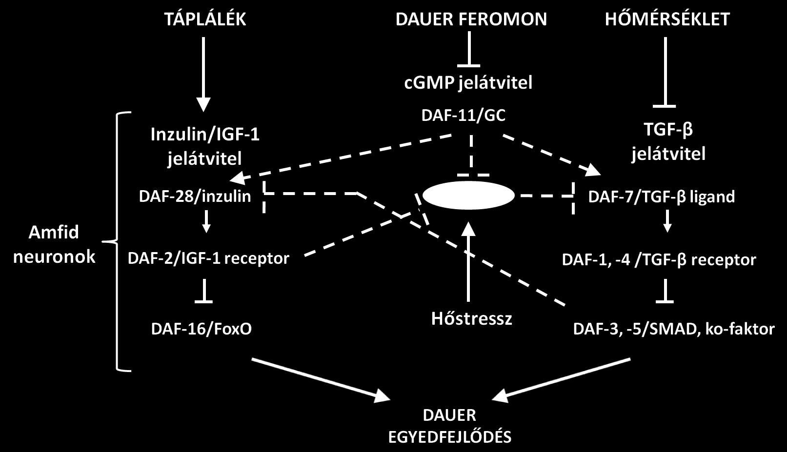 7.3. A HSF-1 integrálja a dauer egyedfejlődést elősegítő tényezők hatását Az inzulin/igf-1 és TGF- jelátviteli útvonalak a C.