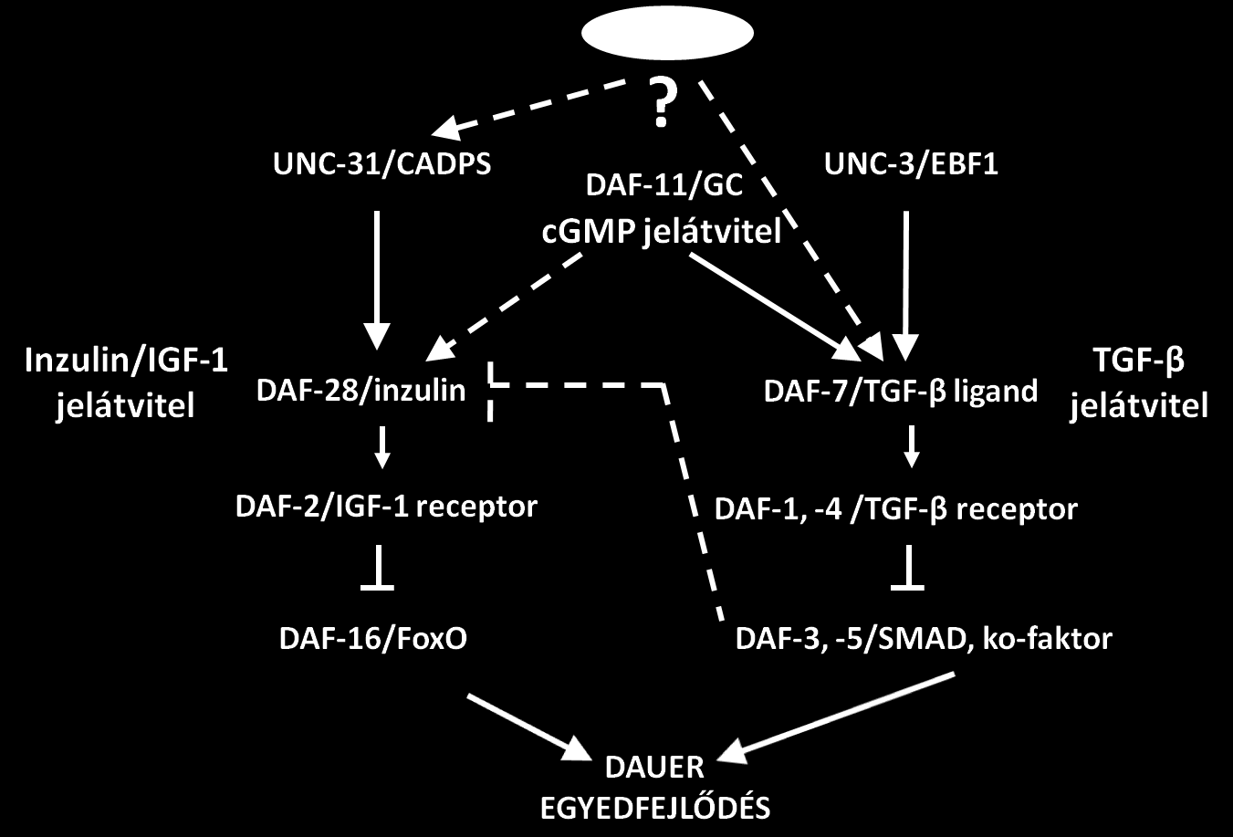 elképzelhető, hogy a hsf-2 az unc-31-től upstream vagy azzal párhuzamosan fejti ki hatását az inzulin/igf-1 jelátvitelre a dauer egyedfejlődés szabályozásában (51. ábra). 51.