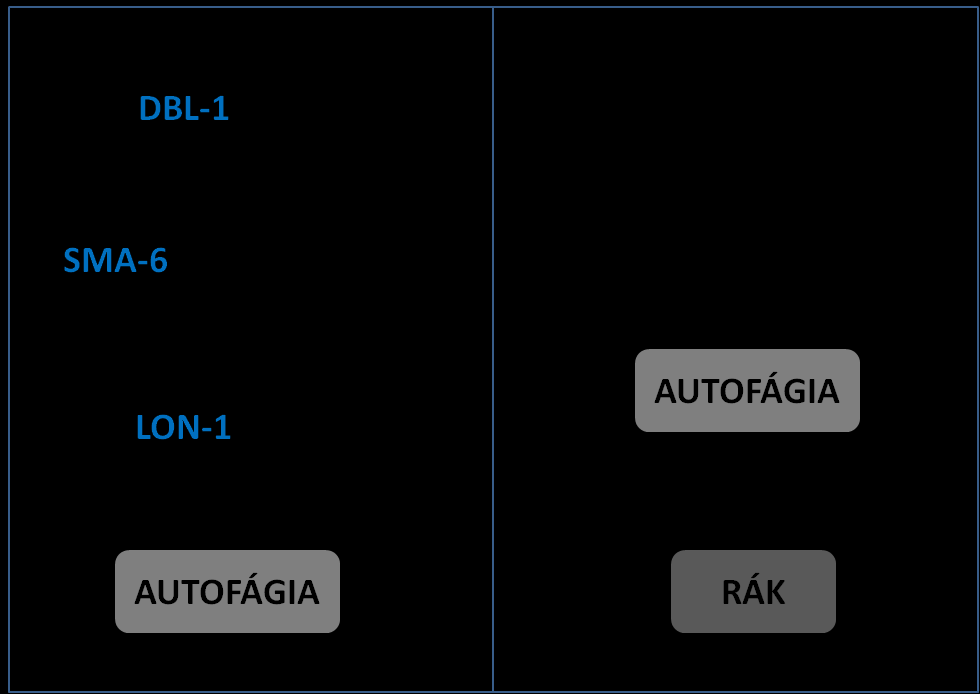 DBL-1/TGF- jelátvitel a lon-1 gátlásán keresztül aktiválja. Ezt az eredmény számos más csoport eredménye is megerősíti.