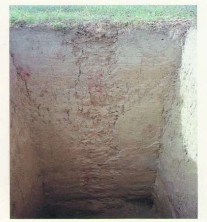 Figure 3. Soil profile of Luvisol (Livada, Rumania) Originally, the liming factor (A) had three levels:, 5 and 1 t ha -1 lime on the Cambic Podzol while, 2.5 and 5 t ha -1 lime on Luvisol.